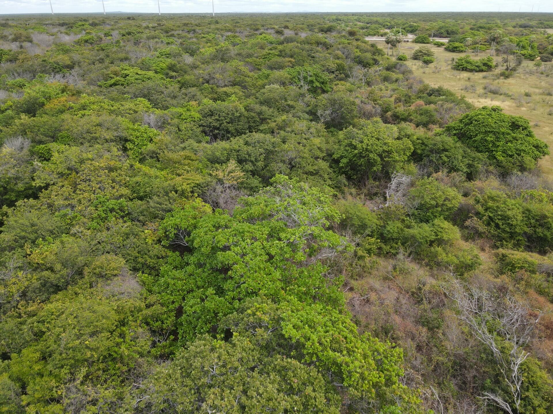 Imagem de Ilha fluvial cercada pelo Rio Jaguaribe em Fortim